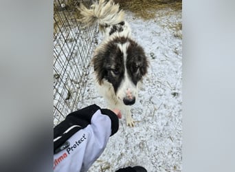 Rocky - katzenverträglich