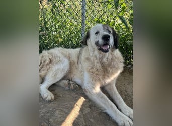 Bello - Altersruhesitz gesucht