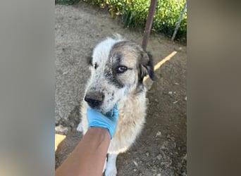 Bello - Altersruhesitz gesucht