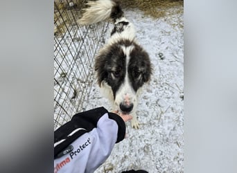 Rocky - katzenverträglich