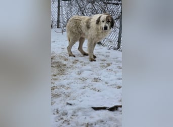 Bello - Altersruhesitz gesucht