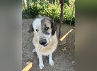 Bello - Altersruhesitz gesucht