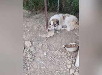 Bello - Altersruhesitz gesucht