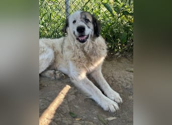 Bello - Altersruhesitz gesucht