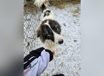 Rocky - katzenverträglich