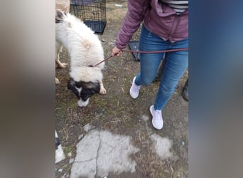 Rocky - freundlicher Riese