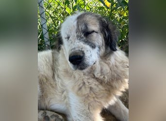 Bello - Altersruhesitz gesucht