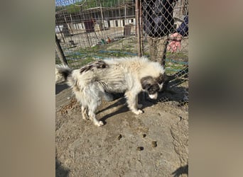 Rocky - katzenverträglich