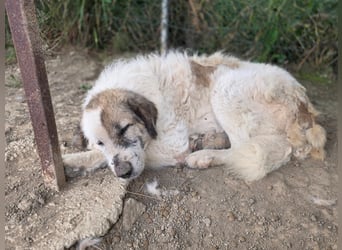 Bello - Altersruhesitz gesucht