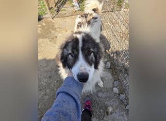 Rocky - katzenverträglich