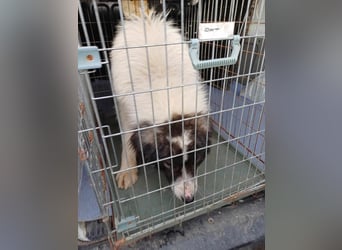 Rocky - freundlicher Riese