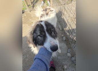 Rocky - katzenverträglich