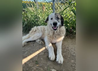 Bello - Altersruhesitz gesucht