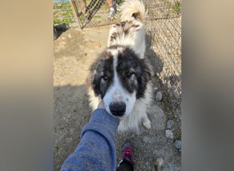 Rocky - katzenverträglich