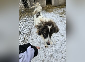 Rocky - katzenverträglich