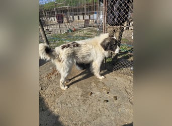 Rocky - katzenverträglich