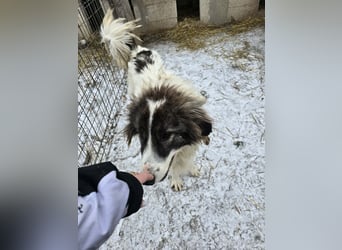 Rocky - katzenverträglich