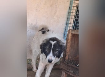 Rocky - freundlicher Riese