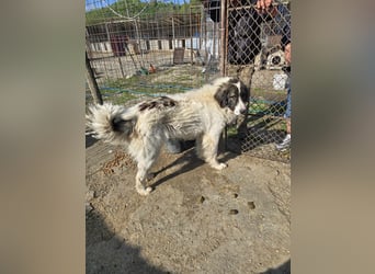 Rocky - katzenverträglich