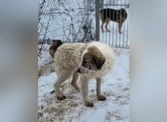 Bello - Altersruhesitz gesucht