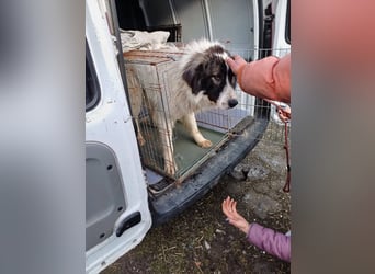 Rocky - freundlicher Riese