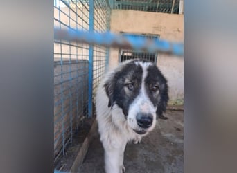 Rocky - freundlicher Riese