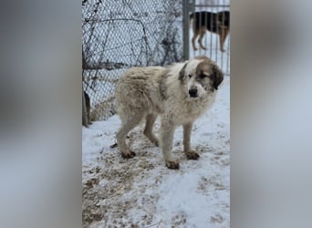 Bello - Altersruhesitz gesucht