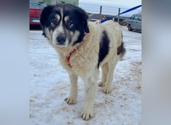 Dora 65cm geb. 01/2021 besitzt ein ausgeglichenes, ruhiges und treues Wesen