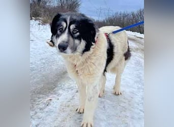 Dora 65cm geb. 01/2021 besitzt ein ausgeglichenes, ruhiges und treues Wesen