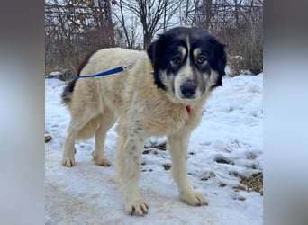 Dora 65cm geb. 01/2021 besitzt ein ausgeglichenes, ruhiges und treues Wesen