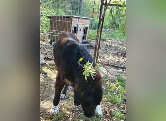 Sir Gawain - Gerettet aus der Tötung von Moreni/Rumänien