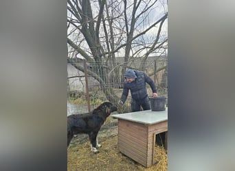 Sir Gawain - Gerettet aus der Tötung von Moreni/Rumänien