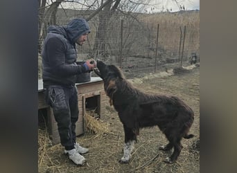 Sir Gawain - Gerettet aus der Tötung von Moreni/Rumänien