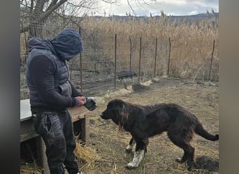 Sir Gawain - Gerettet aus der Tötung von Moreni/Rumänien