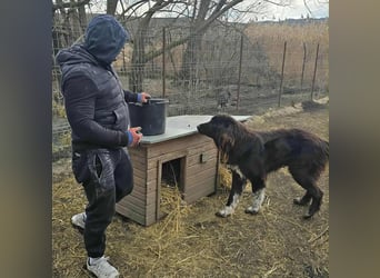 Sir Gawain - Gerettet aus der Tötung von Moreni/Rumänien