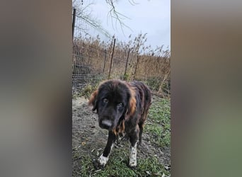 Sir Gawain - Gerettet aus der Tötung von Moreni/Rumänien