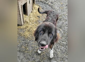 Sir Gawain - Gerettet aus der Tötung von Moreni/Rumänien