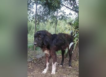 Sir Gawain - Gerettet aus der Tötung von Moreni/Rumänien