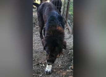 Sir Gawain - Gerettet aus der Tötung von Moreni/Rumänien