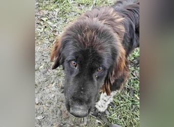 Sir Gawain - Gerettet aus der Tötung von Moreni/Rumänien