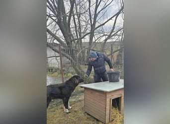 Sir Gawain - Gerettet aus der Tötung von Moreni/Rumänien