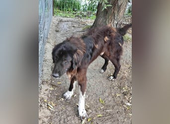 Sir Gawain - Gerettet aus der Tötung von Moreni/Rumänien