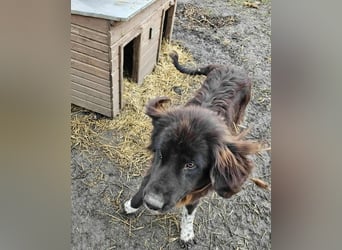 Sir Gawain - Gerettet aus der Tötung von Moreni/Rumänien