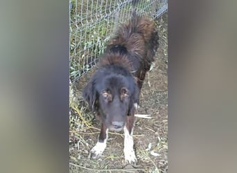 Sir Gawain - Gerettet aus der Tötung von Moreni/Rumänien