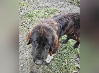 Sir Gawain - Gerettet aus der Tötung von Moreni/Rumänien