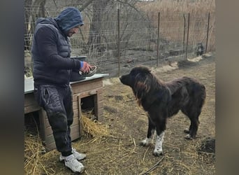 Sir Gawain - Gerettet aus der Tötung von Moreni/Rumänien