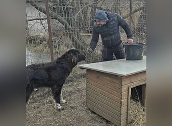 Sir Gawain - Gerettet aus der Tötung von Moreni/Rumänien