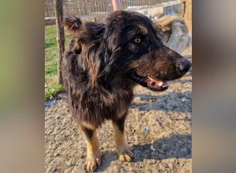 Tijay - wachsam und verschmust