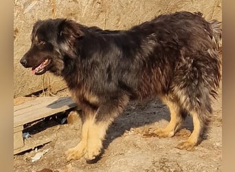 Tijay - verschmust und treu