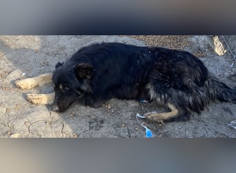 Tijay - wachsam und verschmust